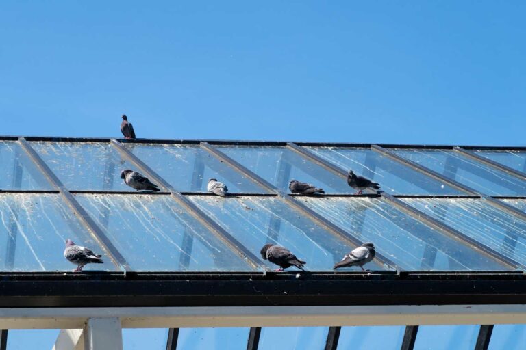 Se débarrasser des pigeons à Reims