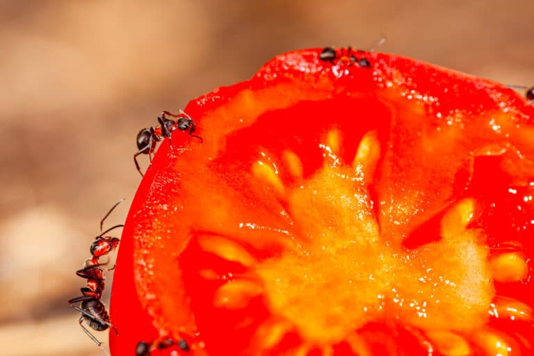 Comment se débarrasser des Fourmis dans son restaurant ?