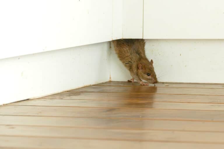 Éviter les souris avec Avipur Champagne Ardenne